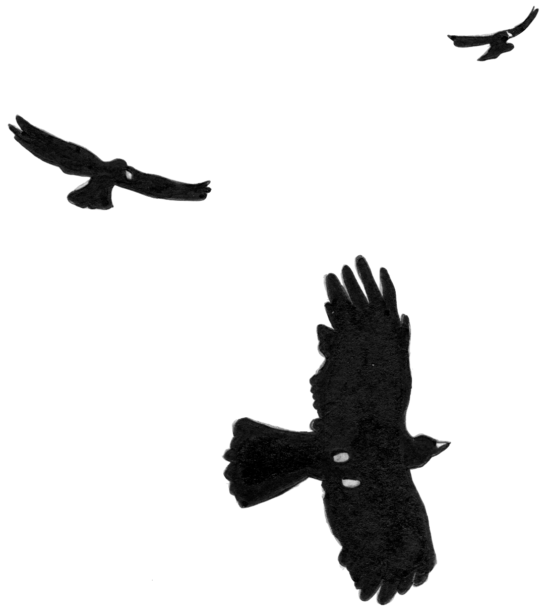 Chocards par Eric Savoldelli