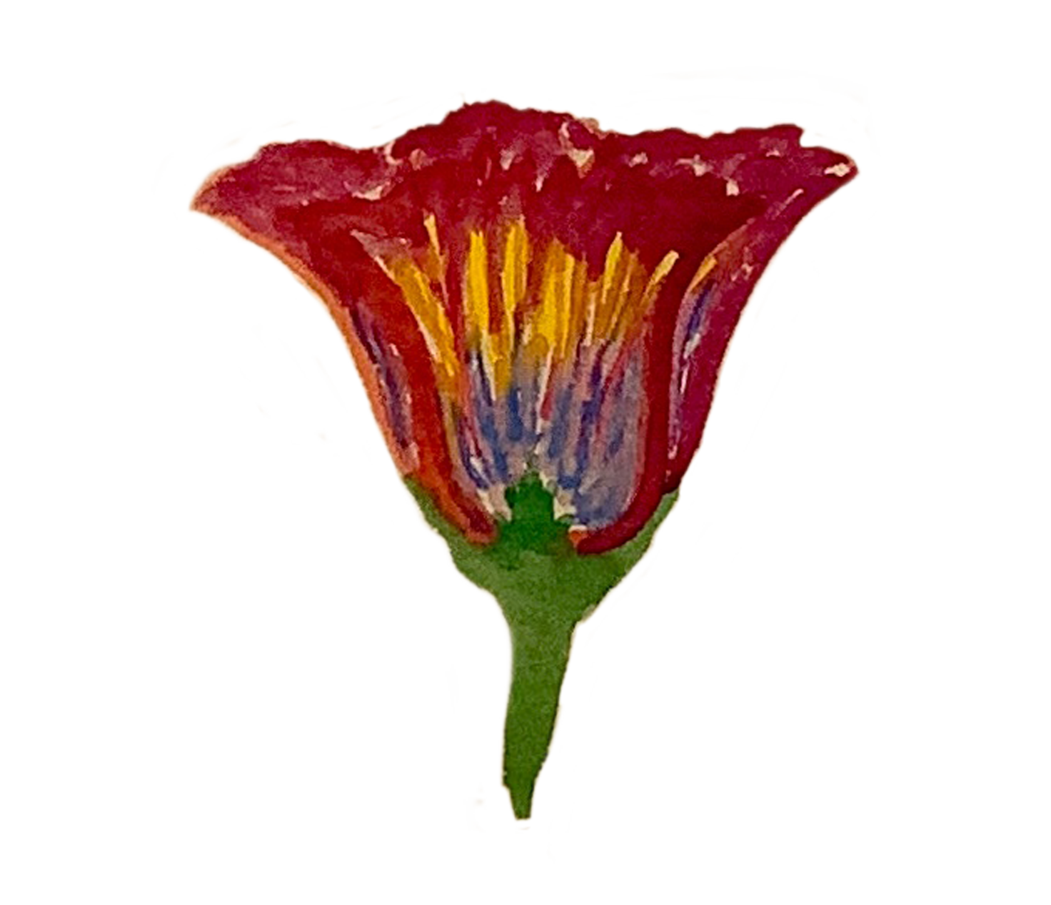 Fleur rouge par Océane