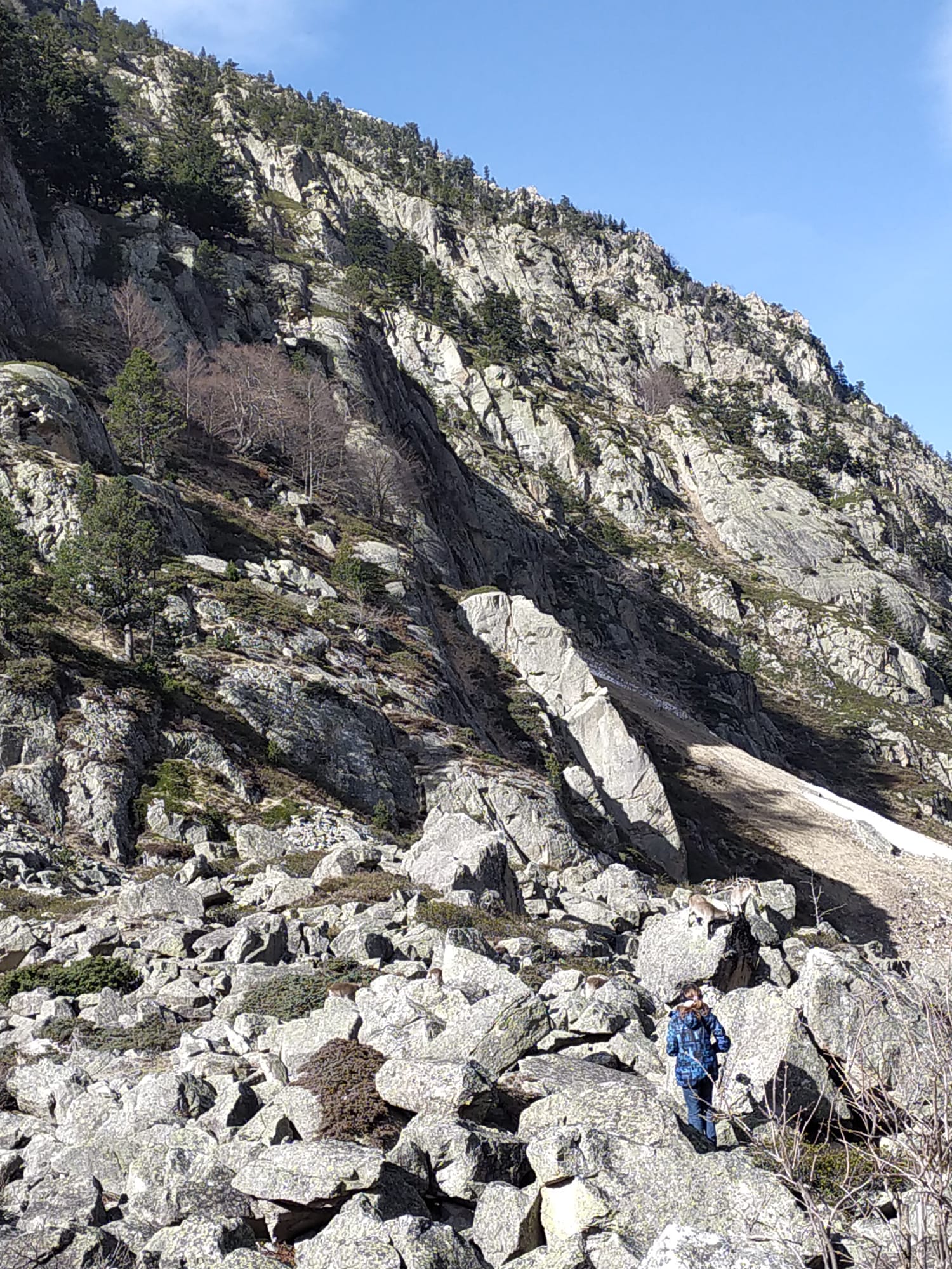 Le son d'un bouquetin qui lèche un rocher