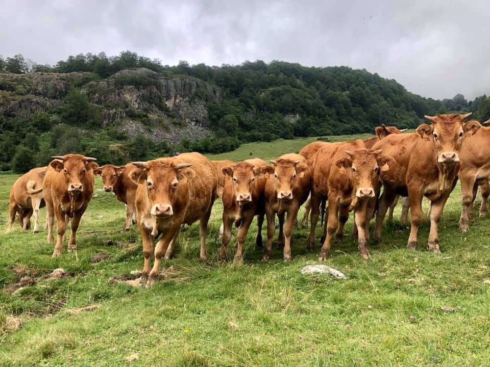 Dialogue zoopoétique