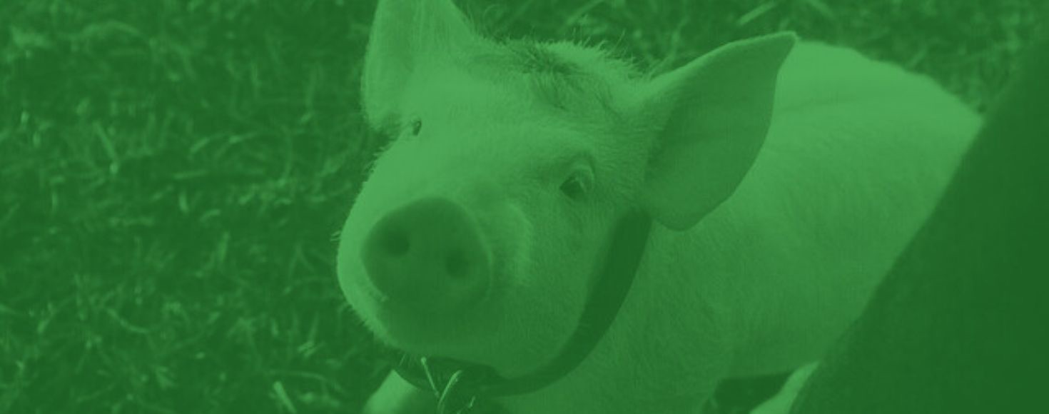 Babe, le cochon devenu berger